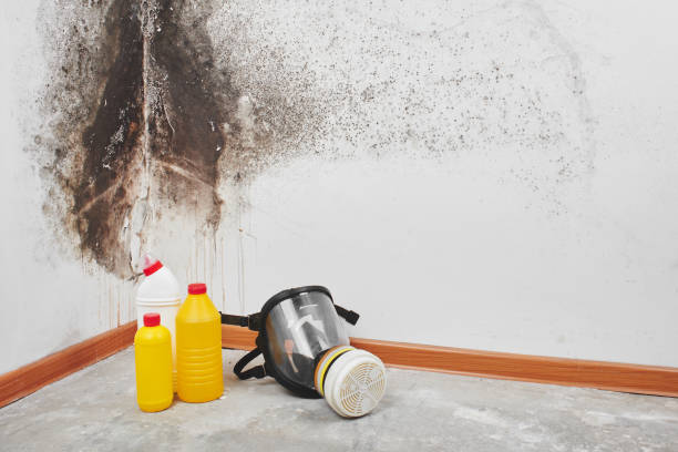 Best Mold Damage Repair  in Fort Valley, GA