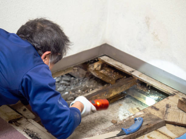 Best Mold Removal Company Near Me  in Fort Valley, GA