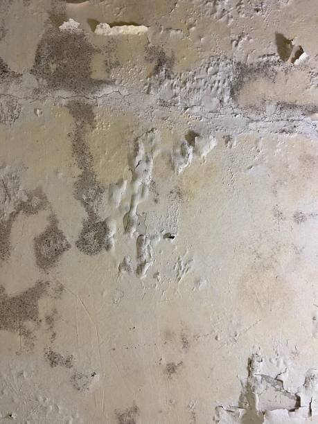 Office Mold Removal Services in Fort Valley, GA